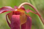 Purple pitcherplant